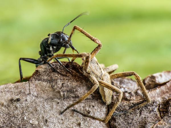 Veszélyes találkozás