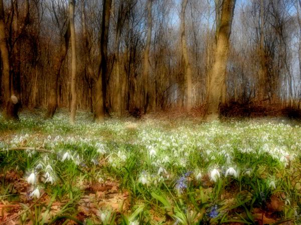 Dunamenti ligeterdő