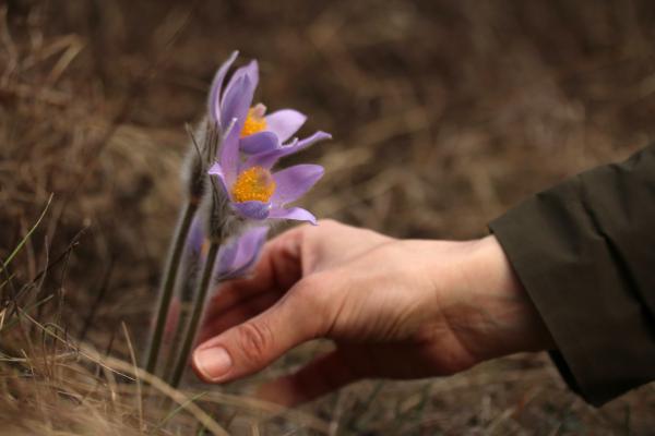 Természetvédelmi értéke 10000Ft