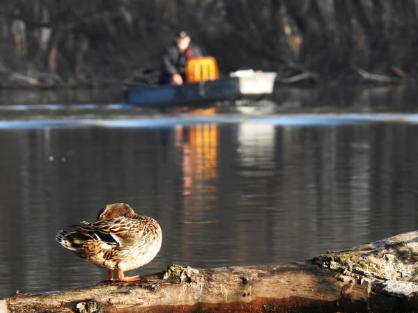 Csónak és a tőkés réce