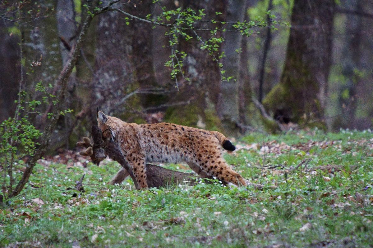 Kalmár Lajos Gábor