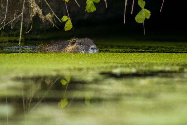 Kanálisi betolakodó