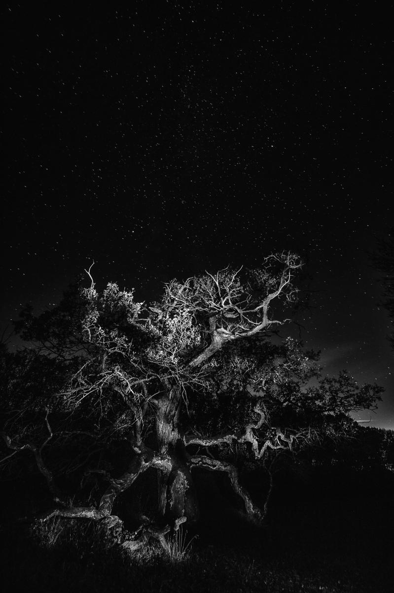 Erdélyiné Csorba Edit