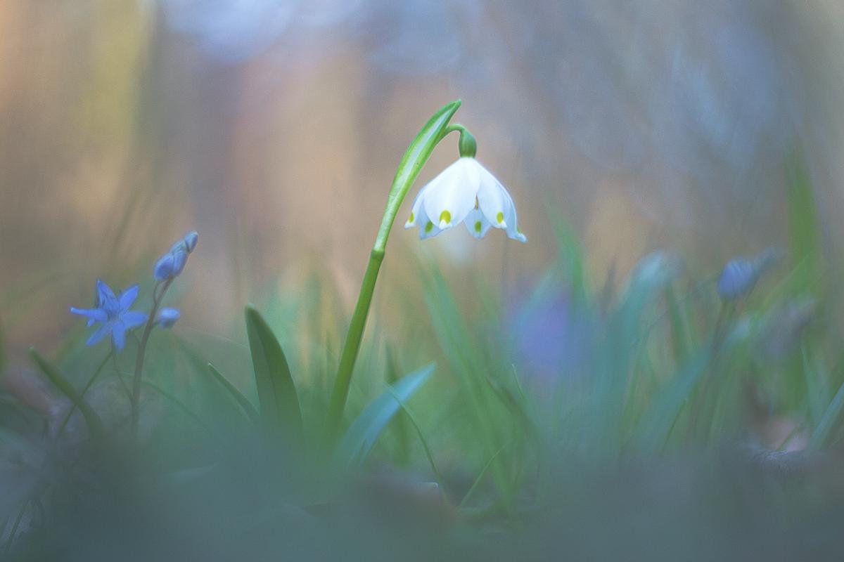 Erdélyiné Csorba Edit