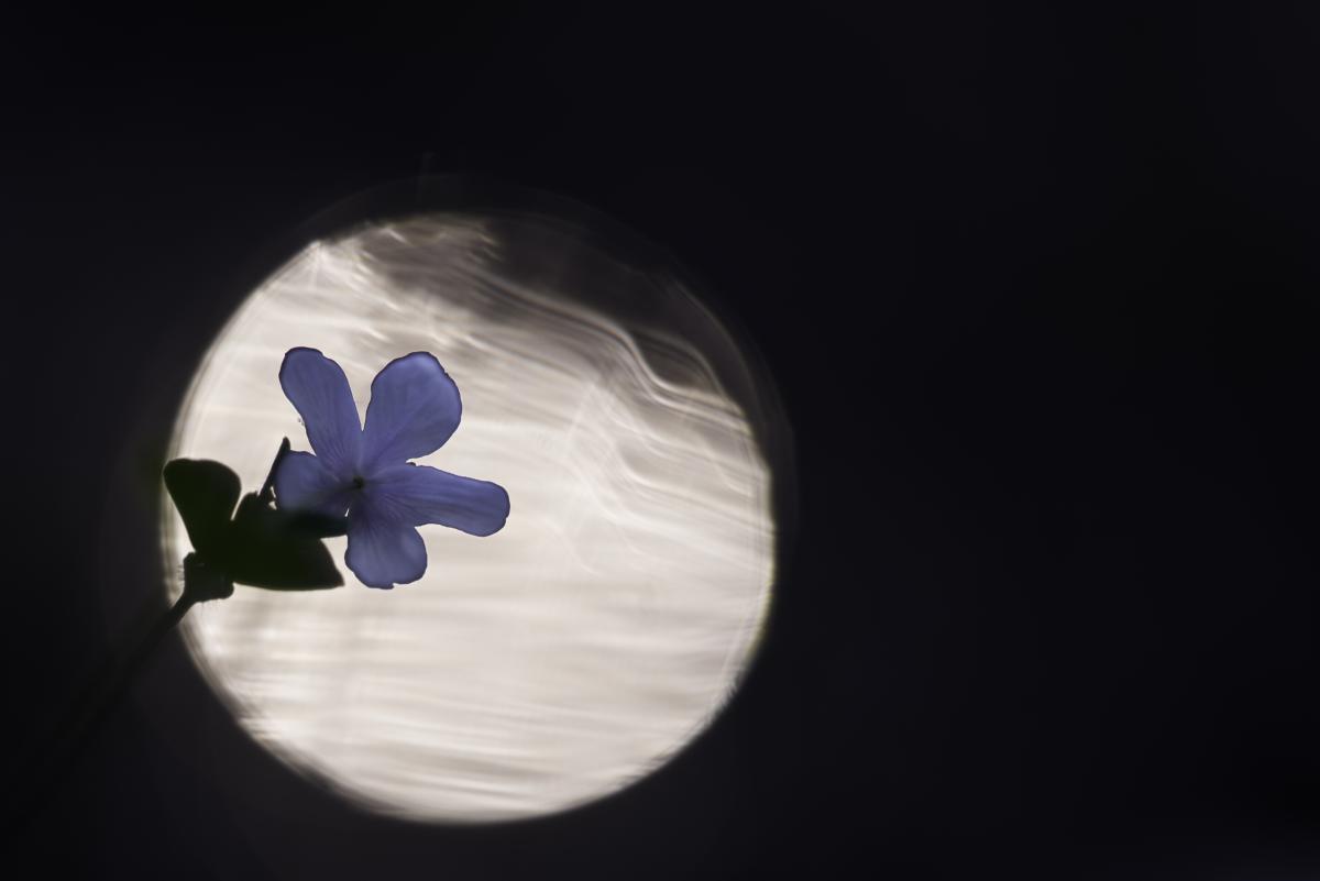 Darányiné Bakos Éva