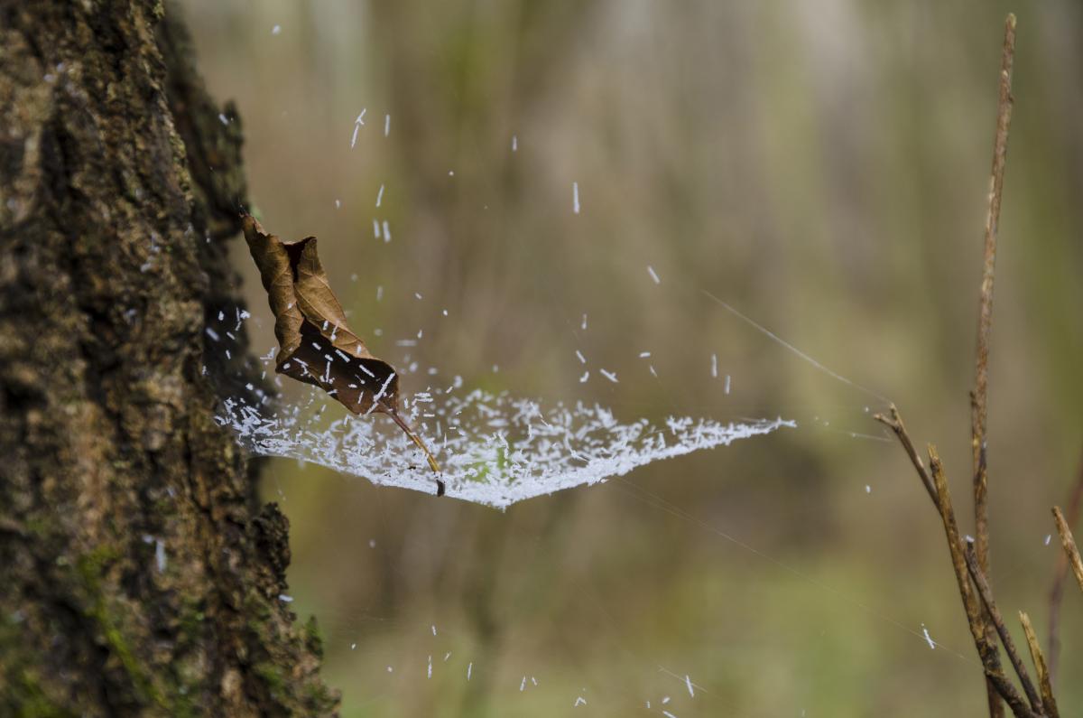 Berkesi Ágota Mirjam