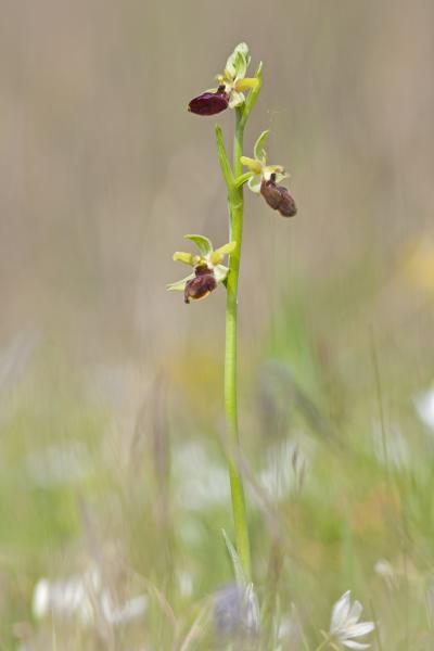Kimagasló szépség