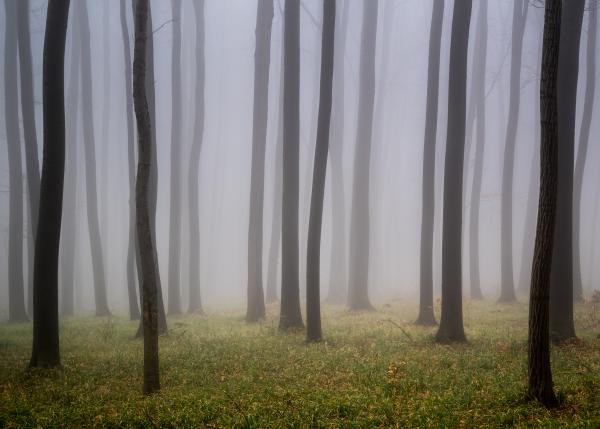 Ködös erdő