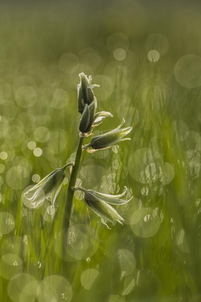 Kónya sárma reggel