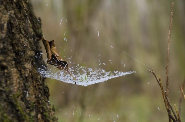 &quot;Kókusz&quot; és falevél hálóba foglalva