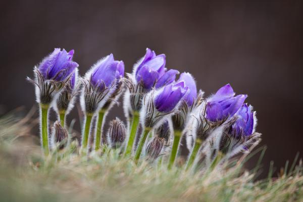 Kökörcsin leánykák