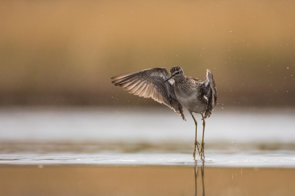 Szakolczai Krisztina