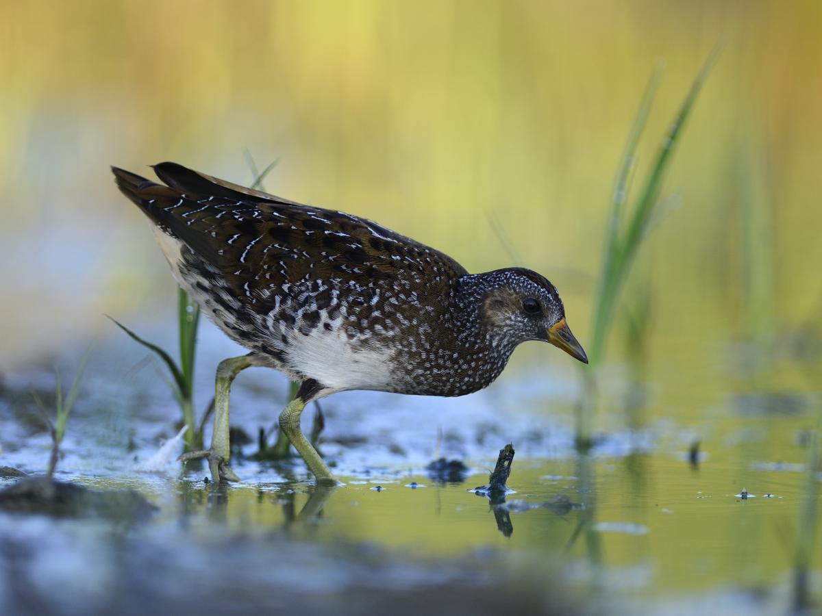 Násfayné Kőházi Mária