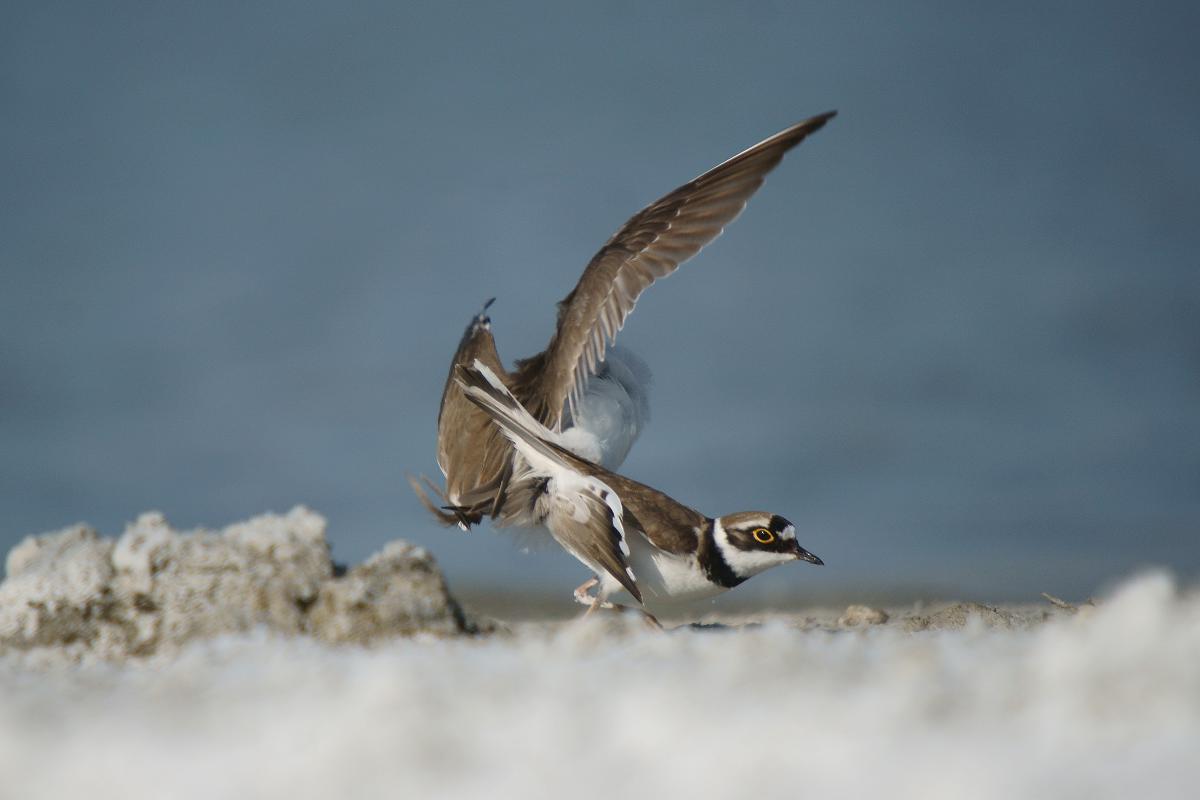Kalmár Lajos Gábor