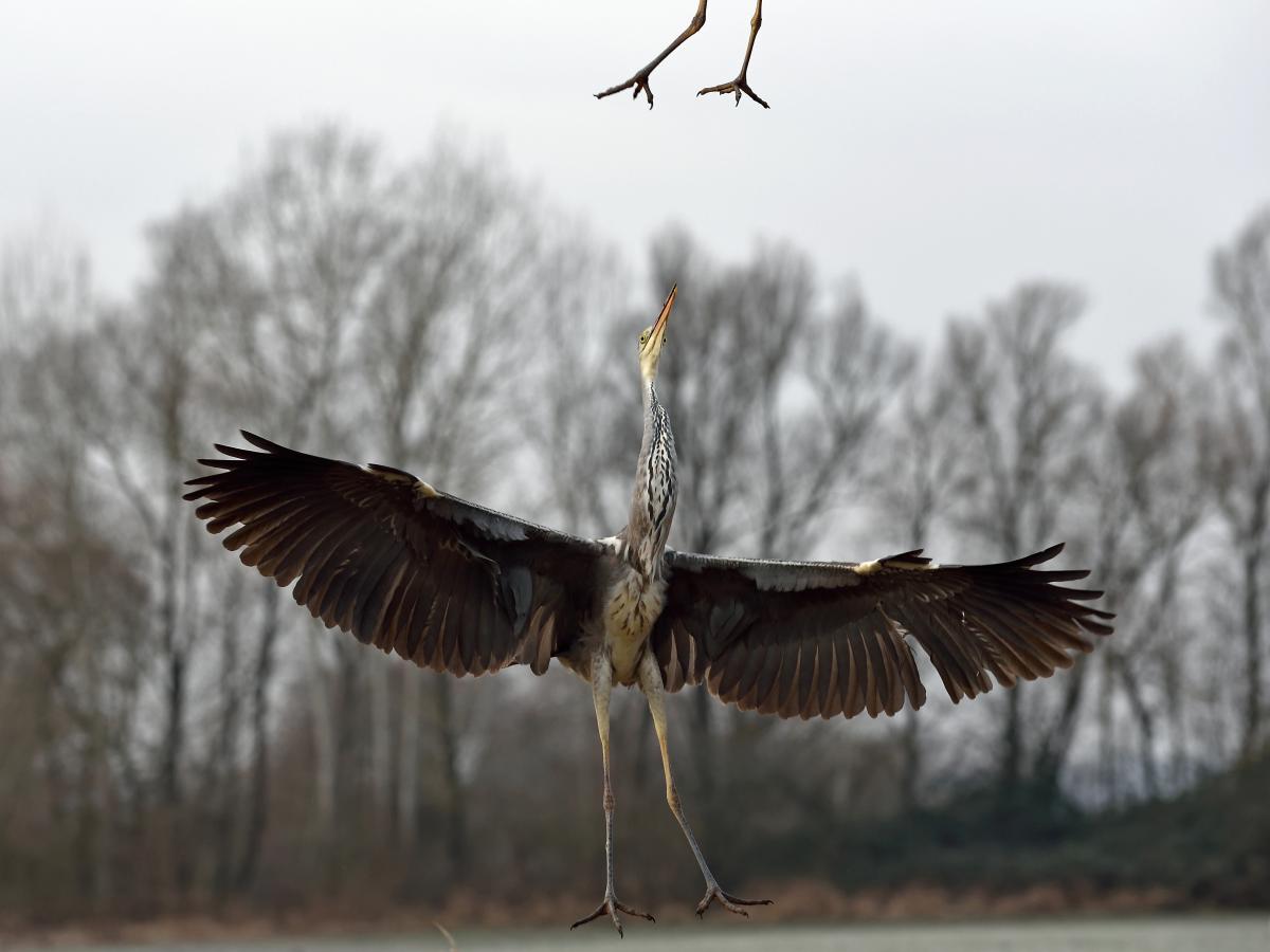 Násfayné Kőházi Mária