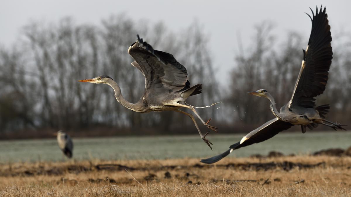 Násfayné Kőházi Mária