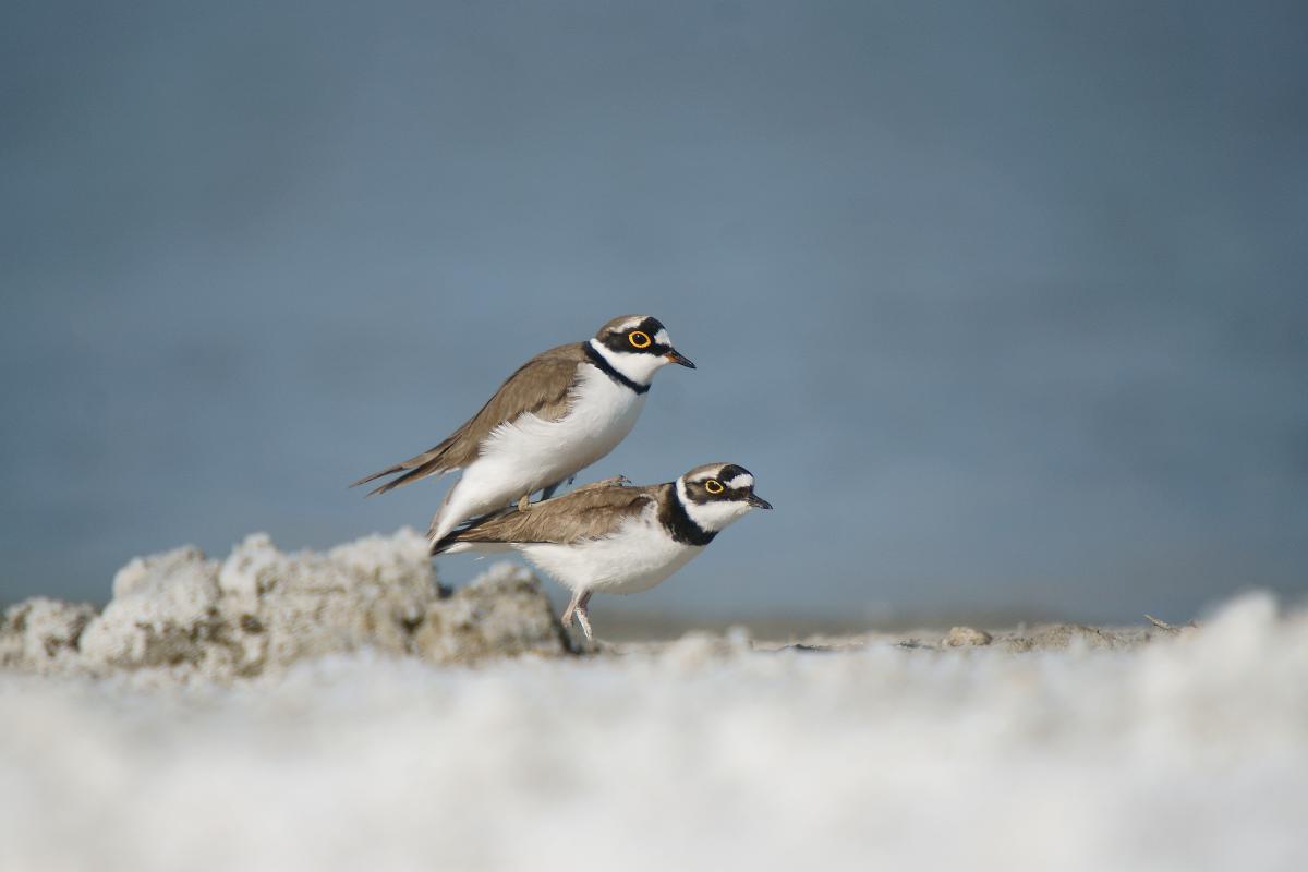 Kalmár Lajos Gábor