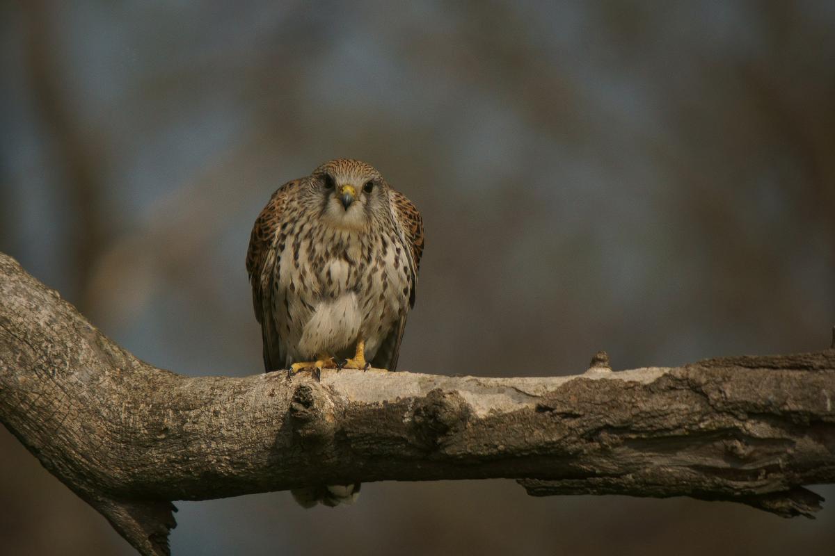 Kalmár Lajos Gábor