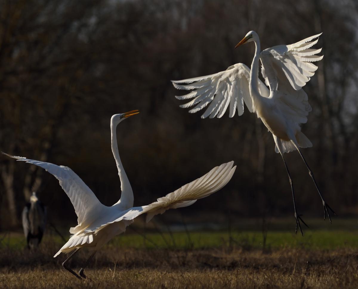 Násfayné Kőházi Mária