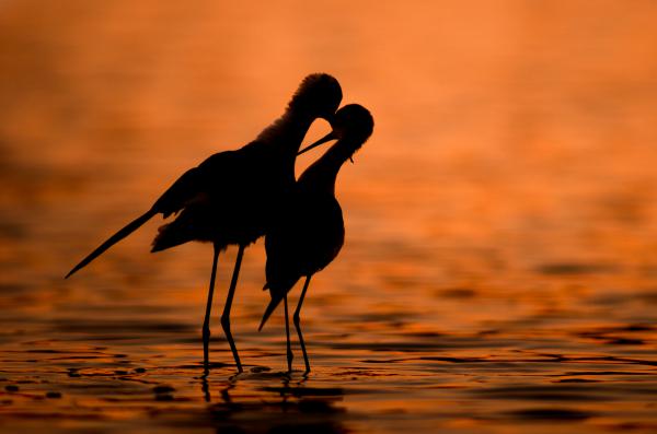 Suttogd a fülembe !