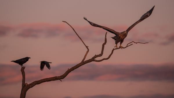 A holló, a sas, és a varjú