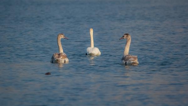 Szerelmi háromszög