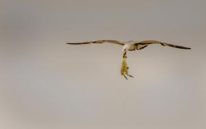 Zsákmány Zsákmány