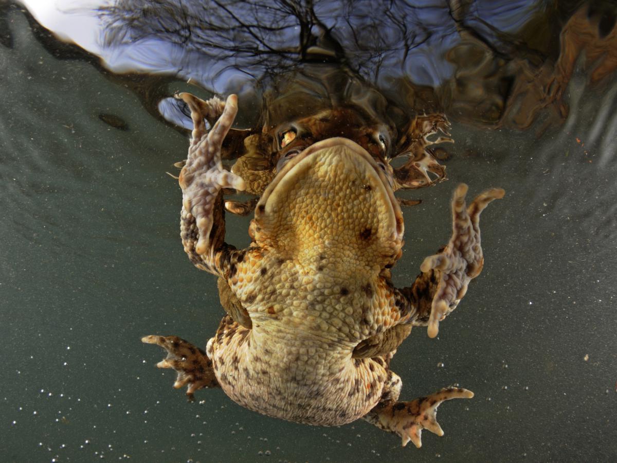 Násfayné Kőházi Mária