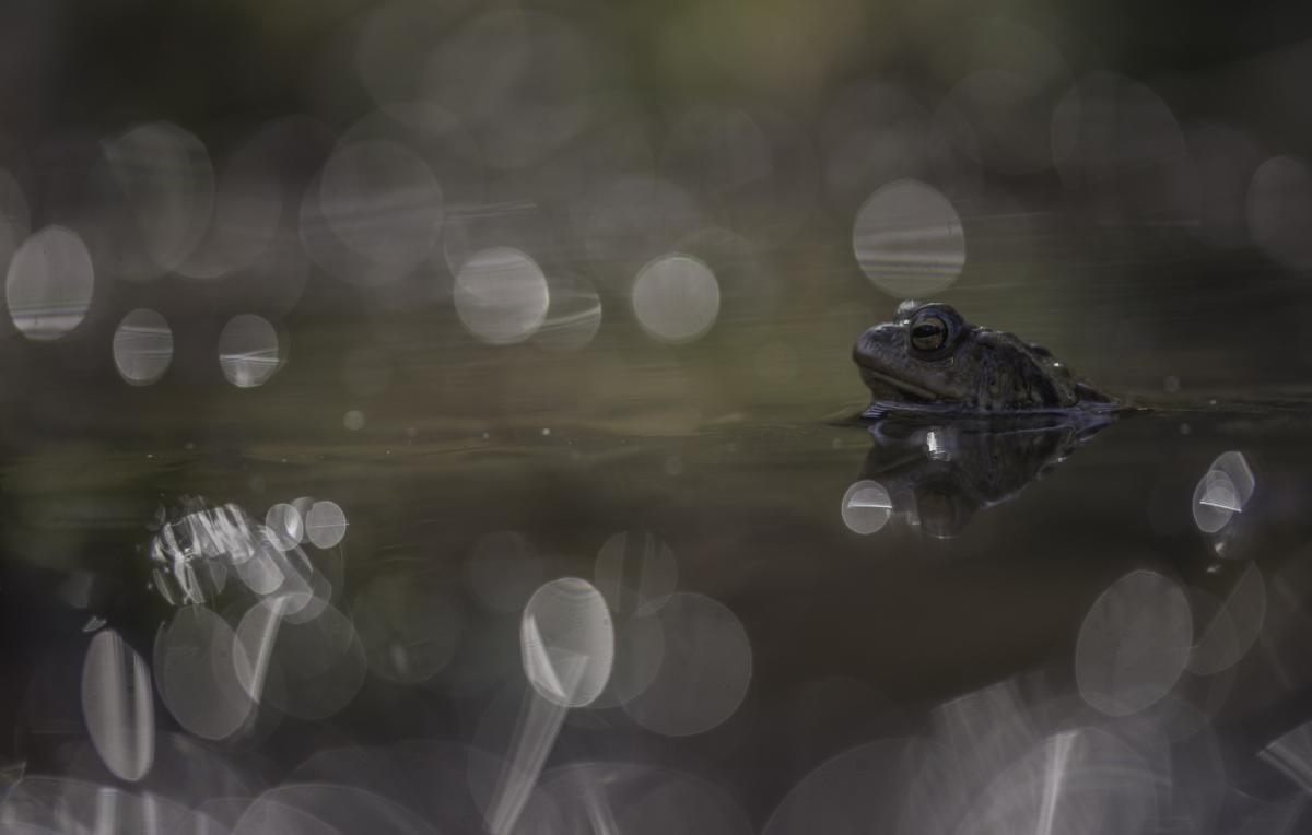 Darányiné Bakos Éva