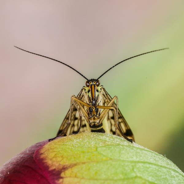 A legyek prófétája