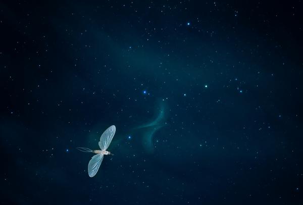 Utolsó szárnycsapás