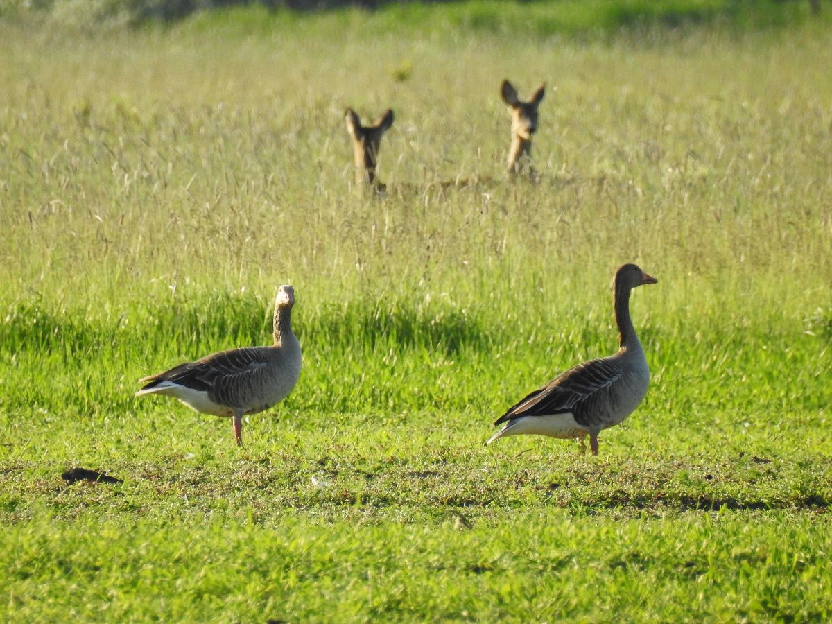 Koncz-Bisztricz Tamás