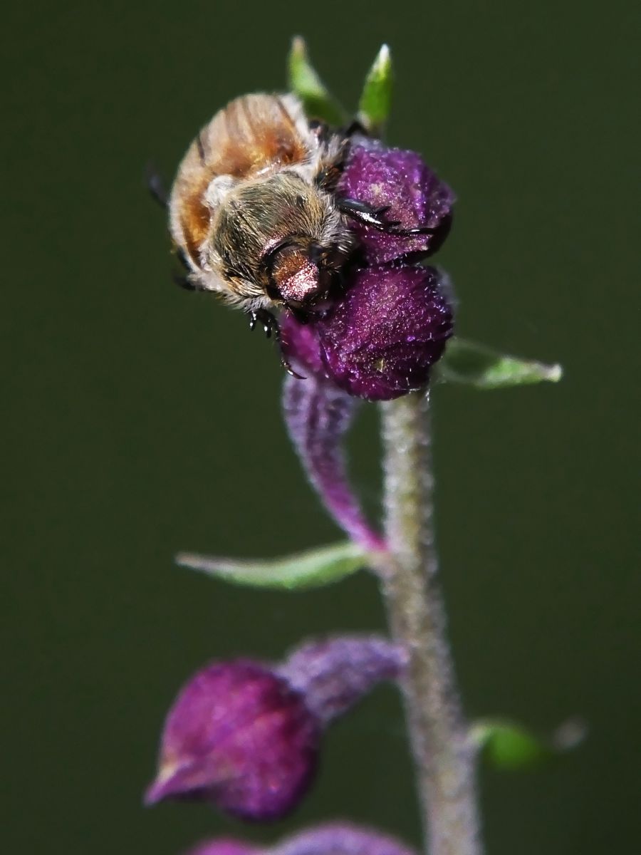 Koncz-Bisztricz Tamás