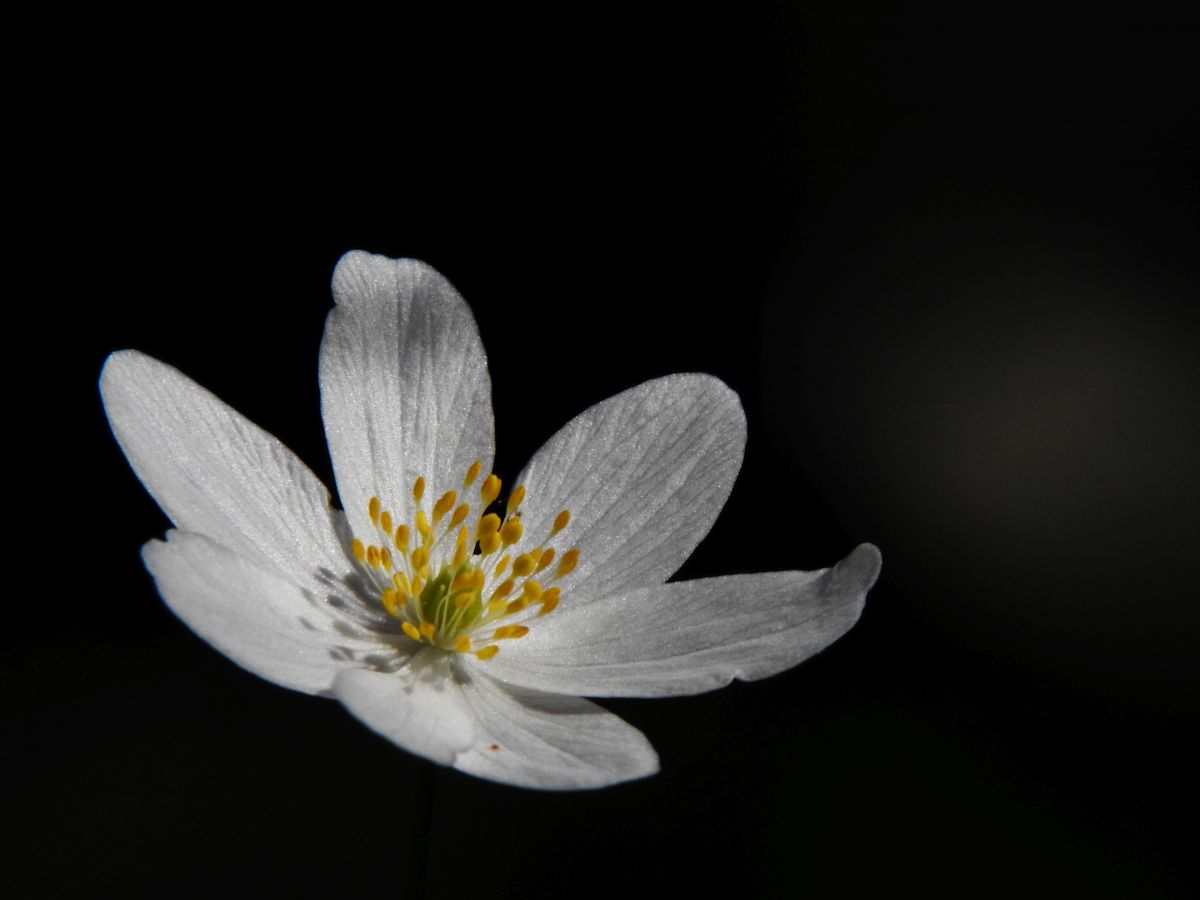 Koncz-Bisztricz Tamás