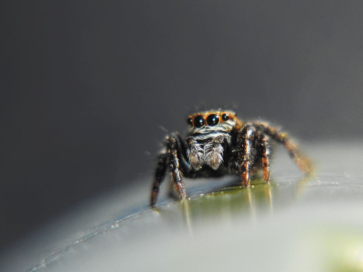 Koncz-Bisztricz Tamás