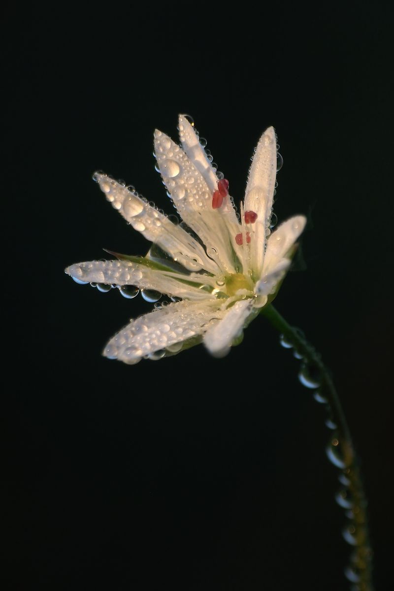 Kovács-Udvari Judit