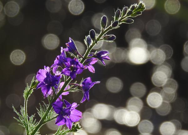 Vadvirág és ragyogás