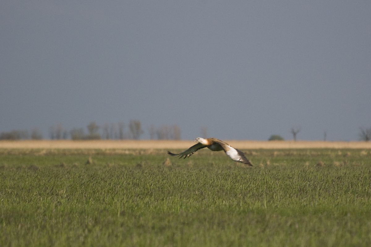 Gaál Zoltán Péter