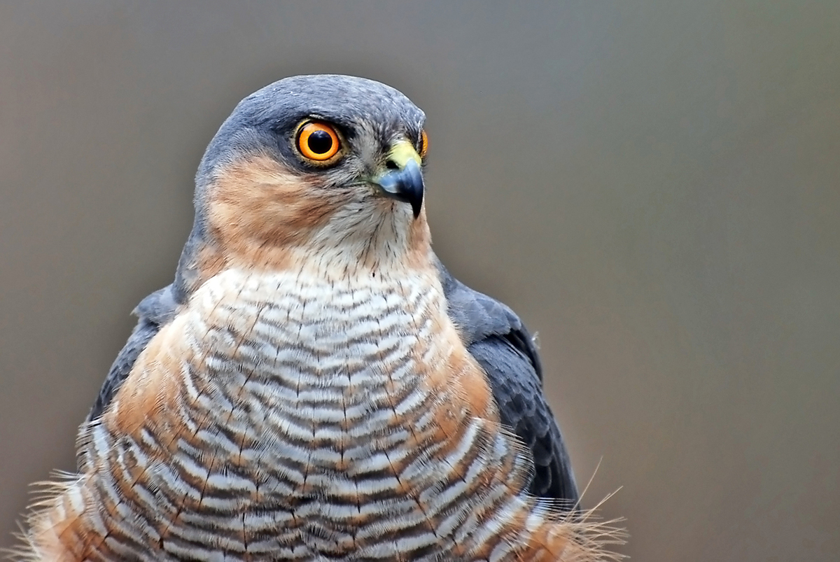 Gaál Zoltán Péter