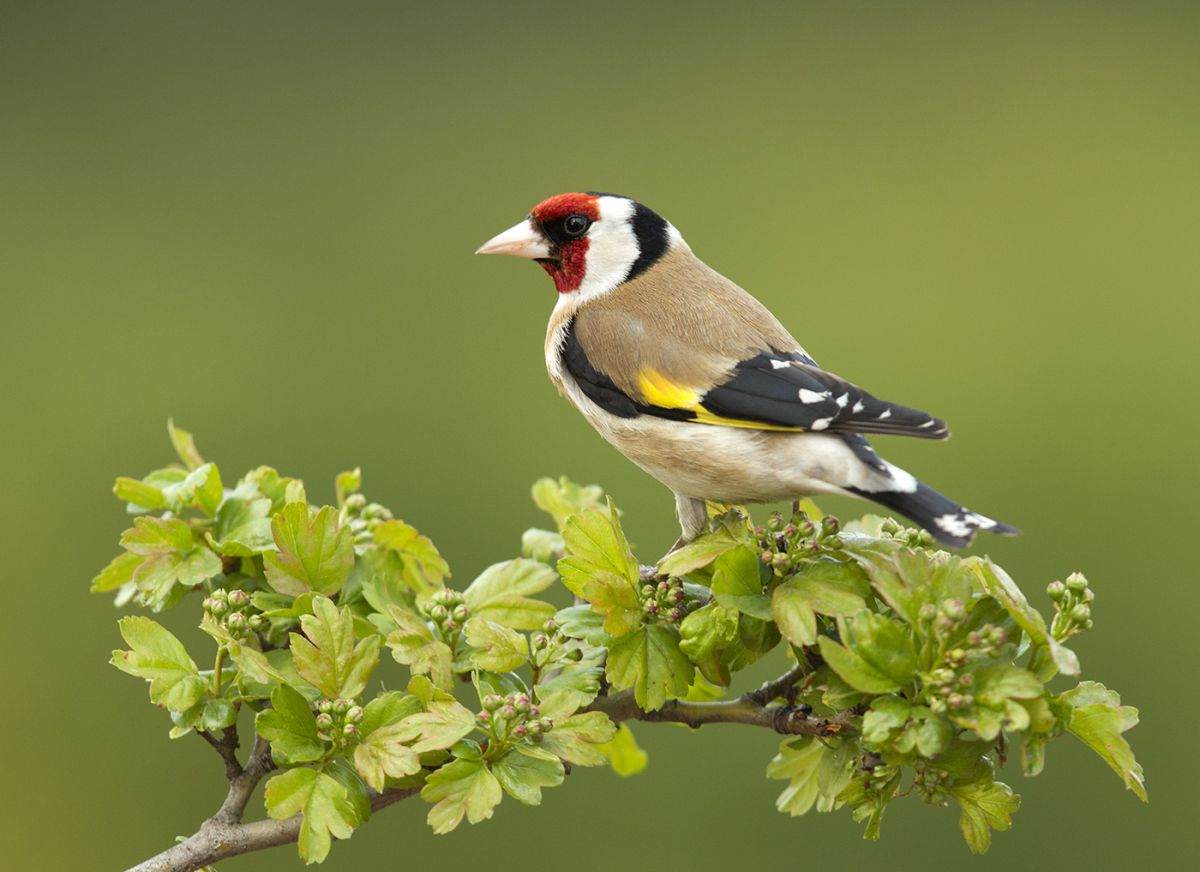 Bernáth Sándor dr. 