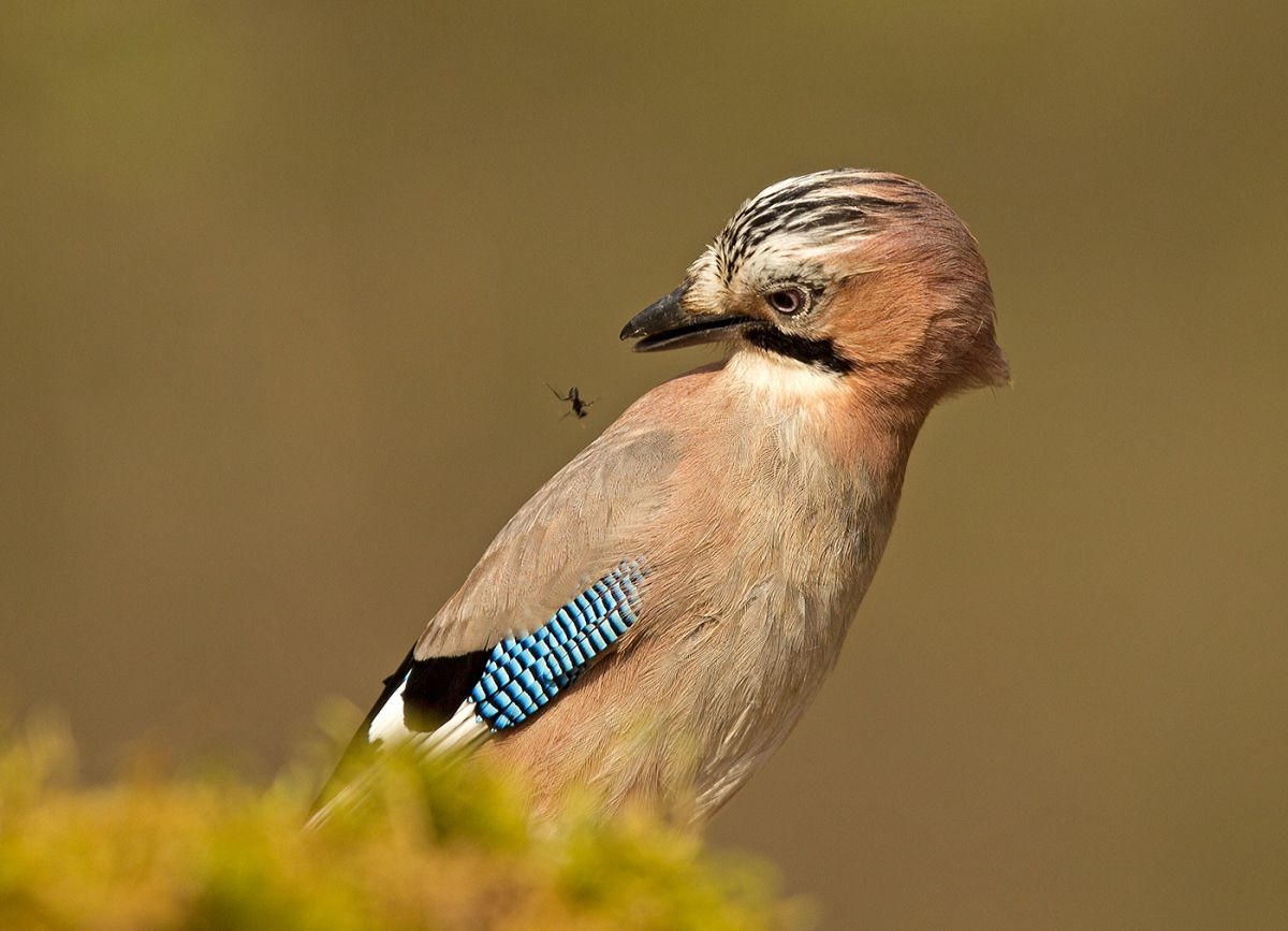 Bernáth Sándor dr. 