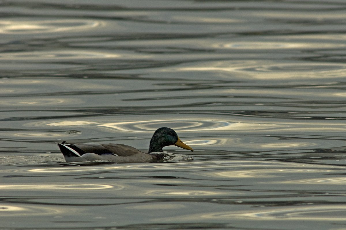 Násfayné Kőházi Mária