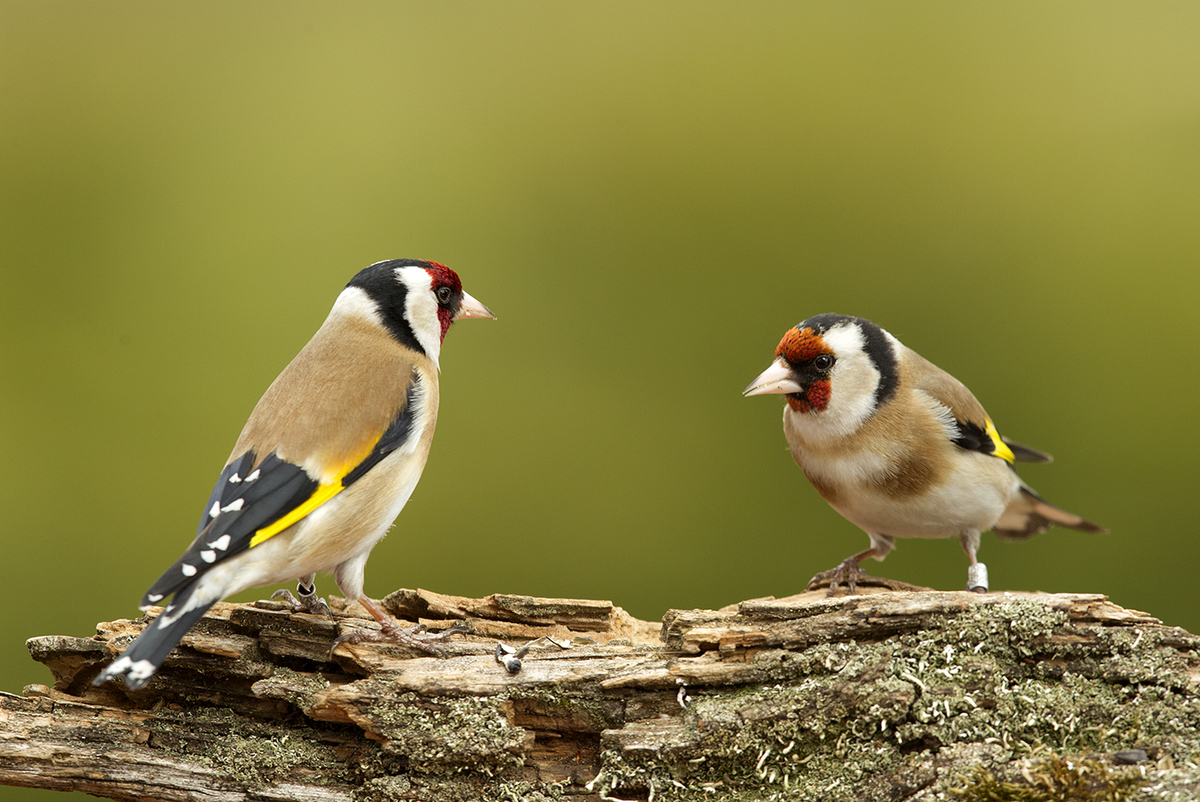 Bernáth Sándor dr. 
