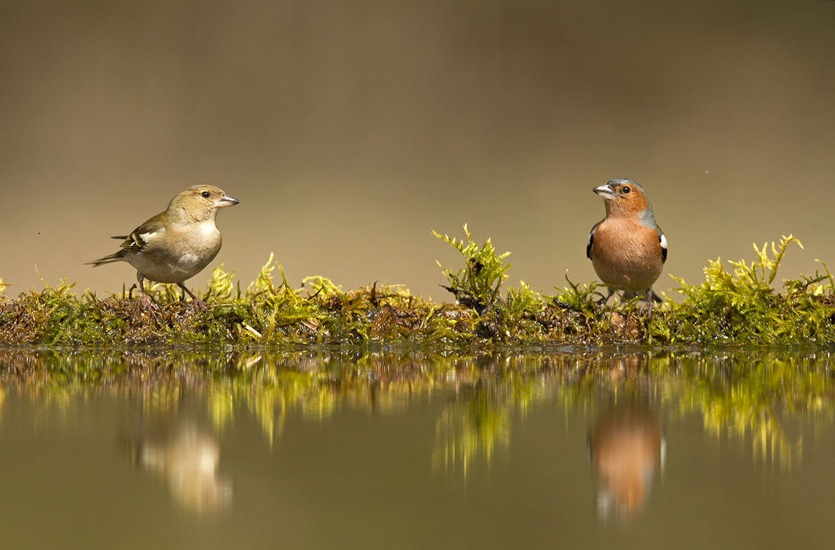 Bernáth Sándor dr.