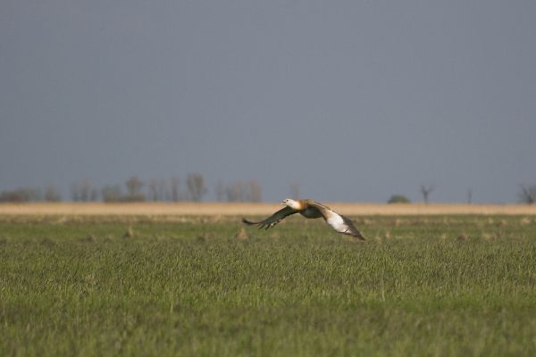 Hortobágy túzokkal