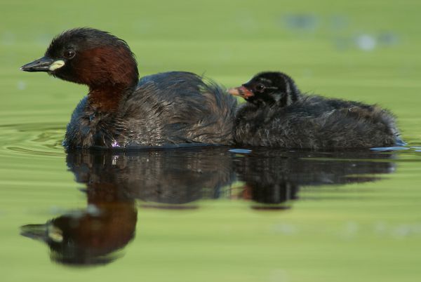Kisvöcsök és fiókája