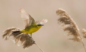 Sárga billegető Sárga billegető