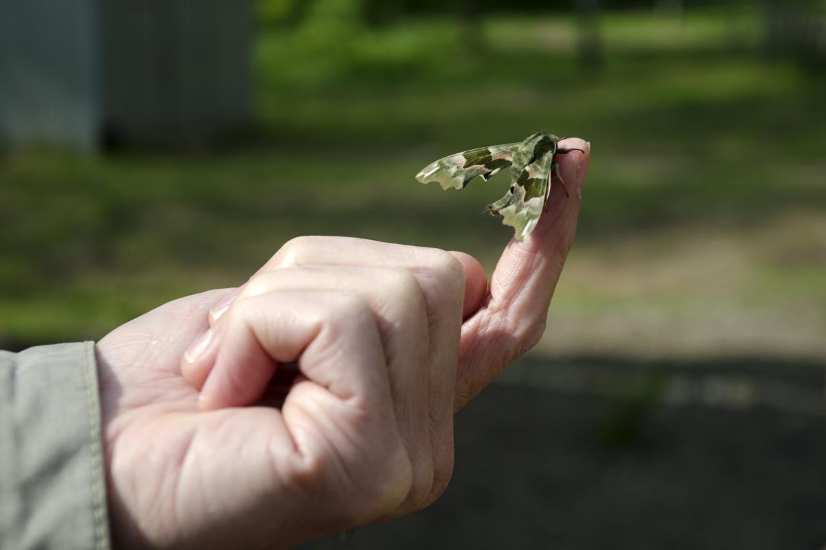 Berkesi Ágota Mirjam