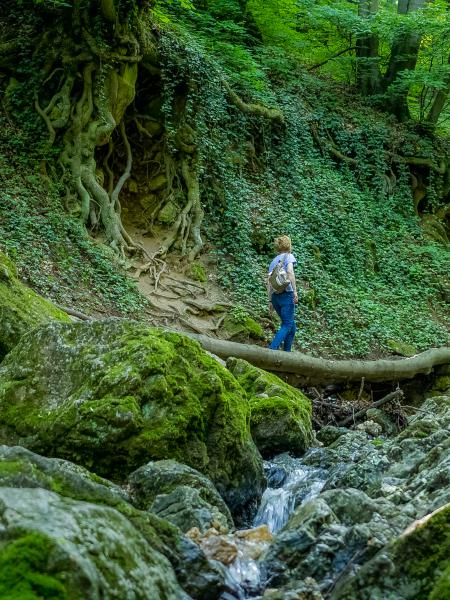 Egyedül a rengetegben