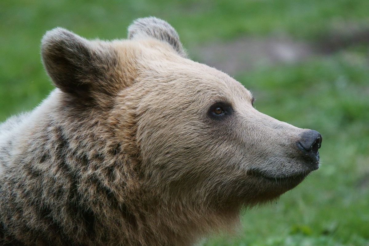 Kalmár Lajos Gábor